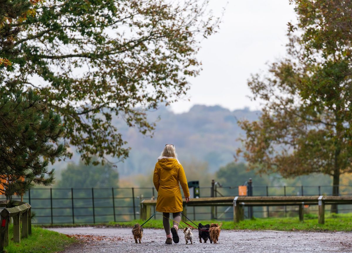 Dog Friendly Cottages for Christmas