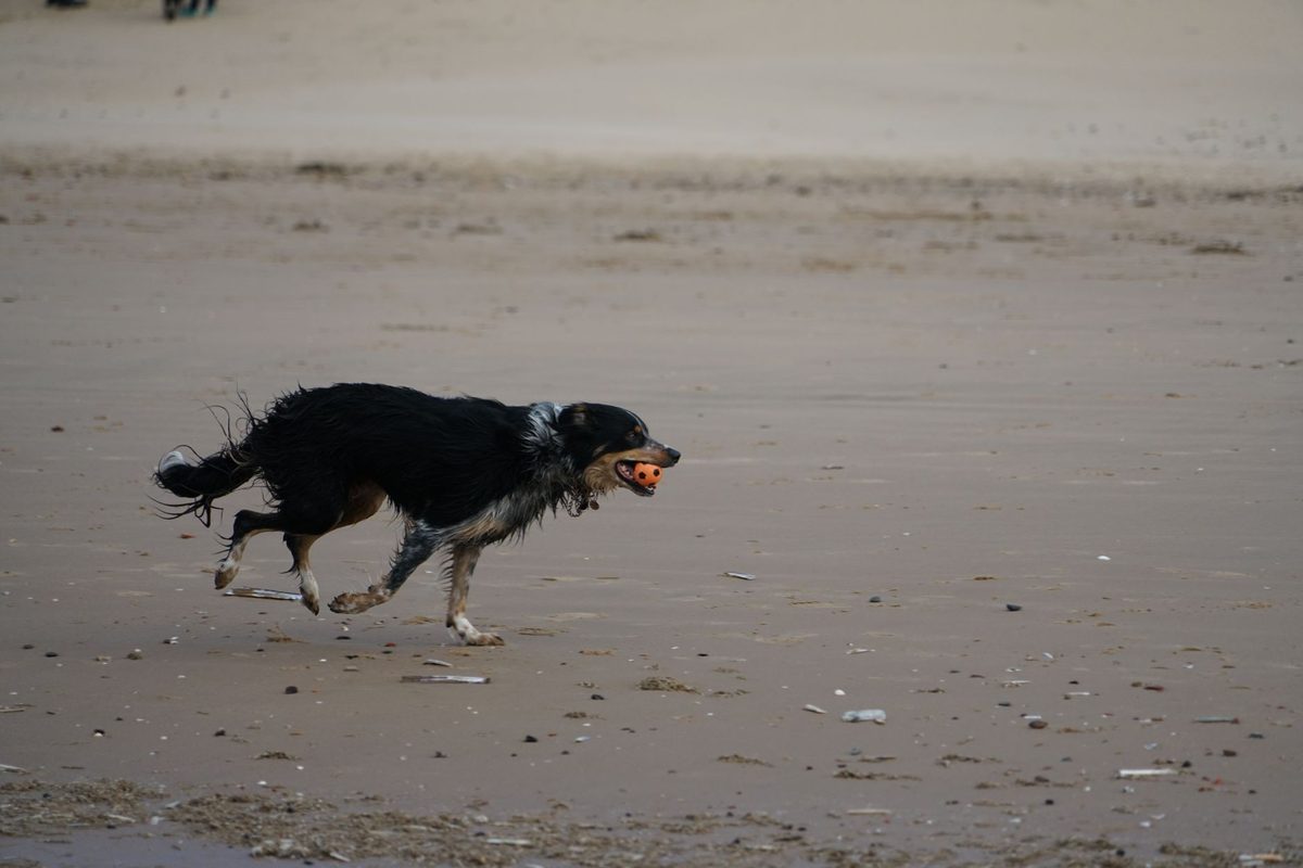 Dog Friendly Holiday Cottages near the Beach