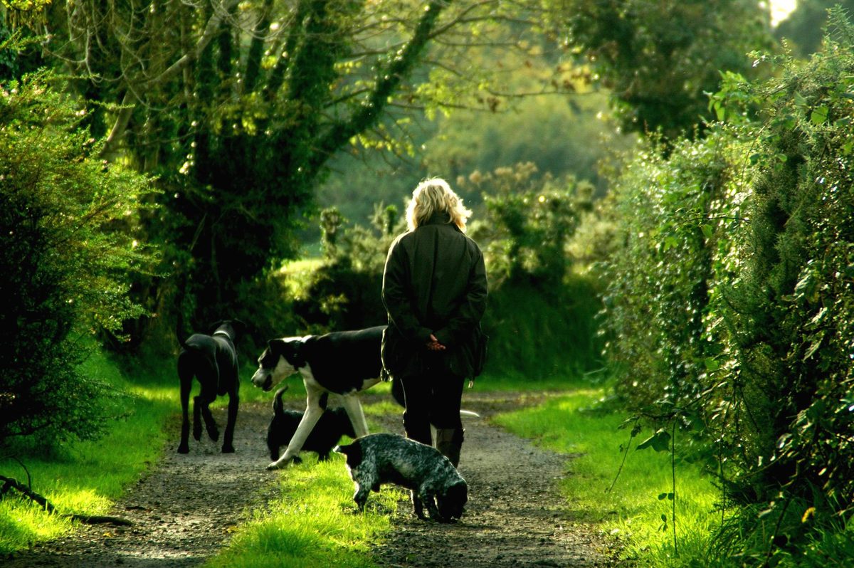 Pet Friendly Cottage in Warwickshire