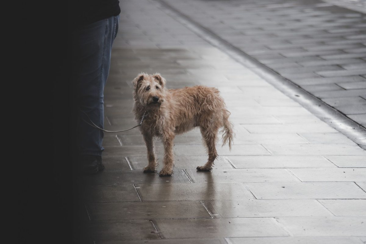 Top 5 Romantic Dog Friendly Cottages