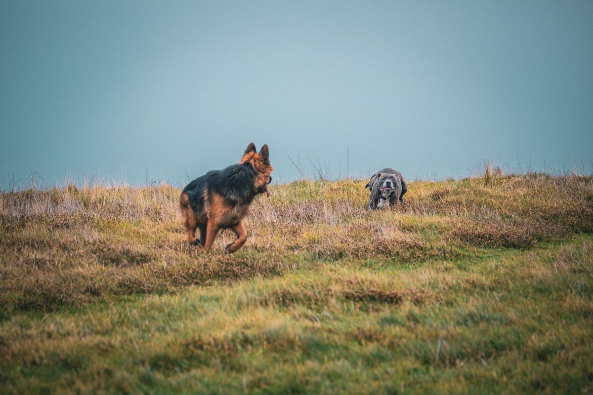 Very Large Pet Friendly Holiday Home near Whitby