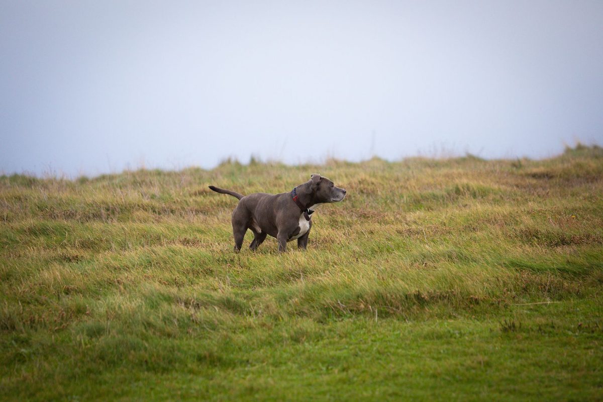 Dog Friendly Haven Holidays
