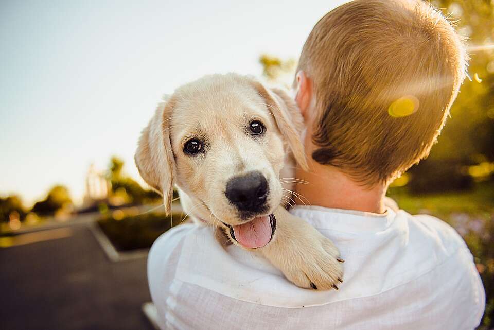 Dog Friendly Hampshire Holidays